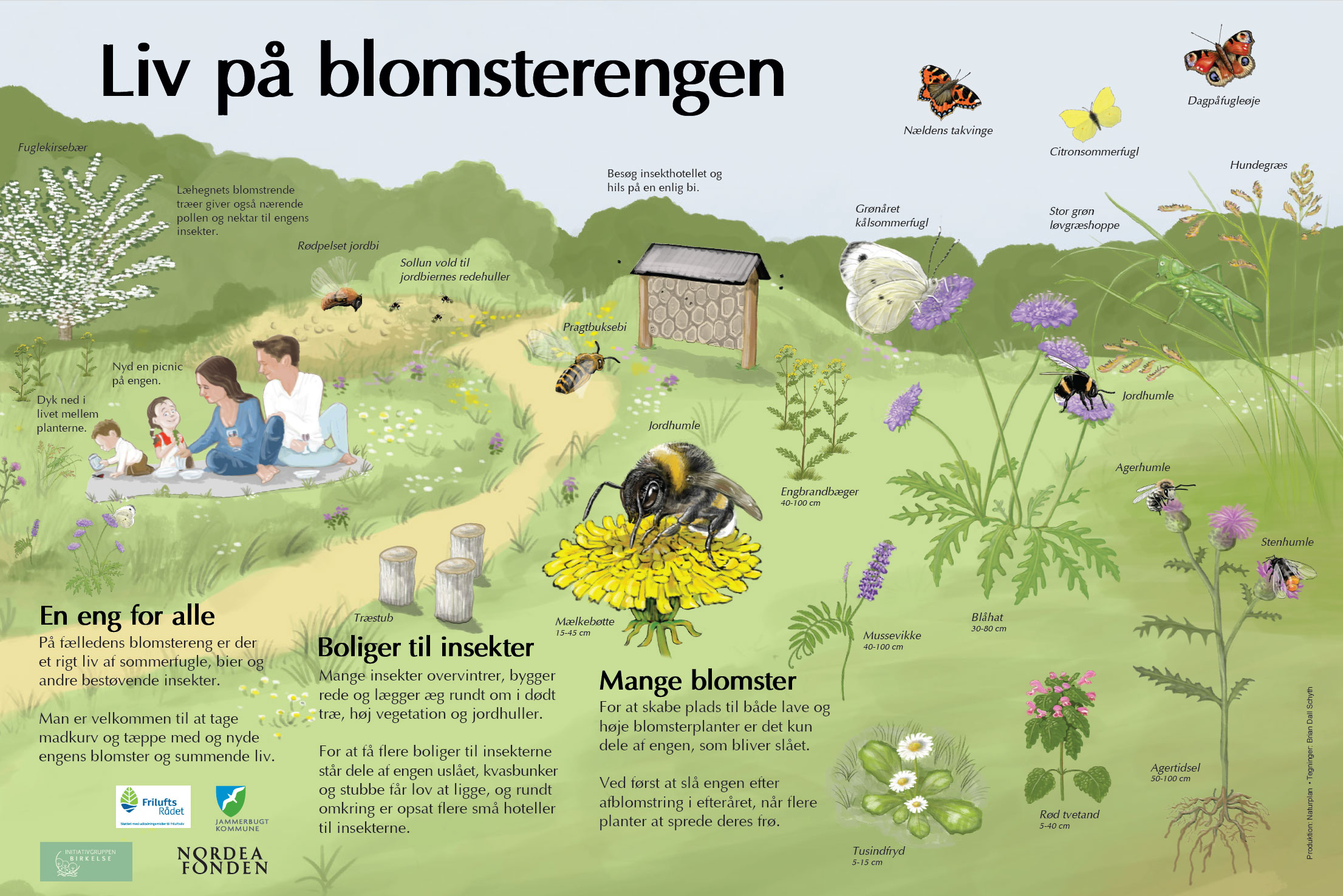 Tavle til Birkelse Naturfælled. Udarbejdet for Initiativgruppen Birkelse 2024. Illustrationer: Brian Dall Schyth.