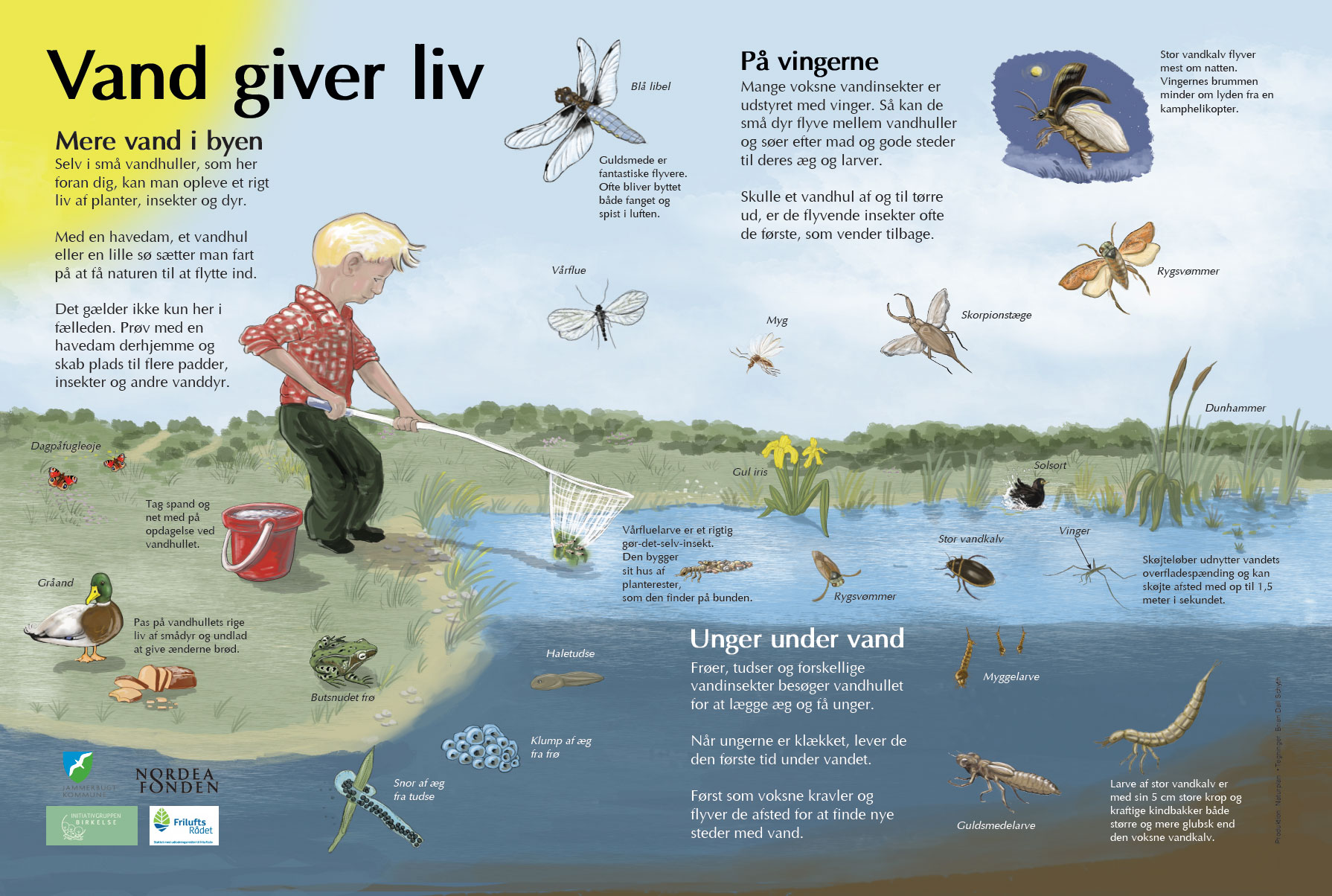 Tavle til Birkelse Naturfælled. Udarbejdet for Initiativgruppen Birkelse 2024. Illustrationer: Brian Dall Schyth.