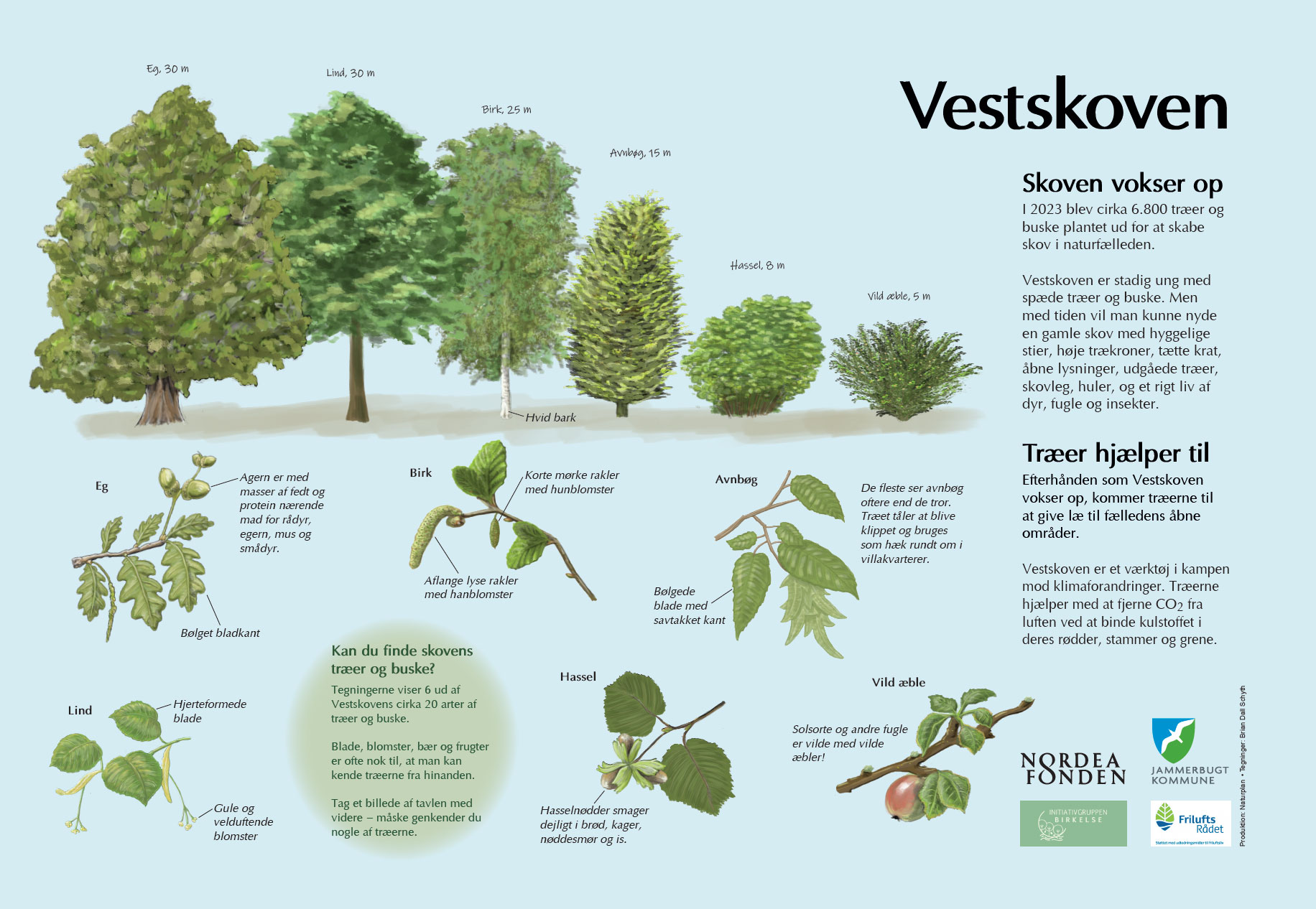 Tavle til Birkelse Naturfælled. Udarbejdet for Initiativgruppen Birkelse 2024. Illustrationer: Brian Dall Schyth.